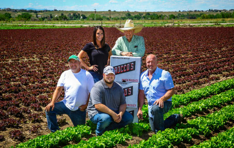 Photo of Colorado grown kale from Petrocco Farms in Brighton